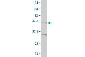 Western Blot detection against Immunogen (40.