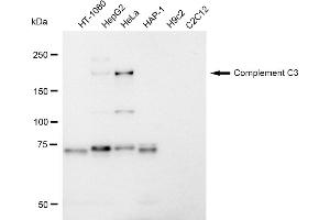Western blotting analysis using Complement C3 antibody (ABIN7798140). (Recombinant C3 anticorps)