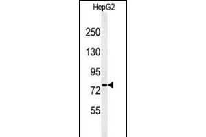 Western blot analysis of YMEL1 Antibody (N-term) (ABIN651076 and ABIN2840062) in HepG2 cell line lysates (35 μg/lane). (YME1L1 anticorps  (N-Term))