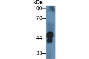 Rabbit Capture antibody from the kit in WB with Positive Control: Sample Human serum. (Haptoglobin Kit ELISA)