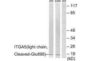 Western blot analysis of extracts from 293 cells treated with etoposide (25uM, 1hour) and A549 cells treated with etoposide (25uM, 1hour), using ITGA5 (light chain, Cleaved-Glu895) antibody.