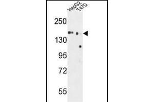 GLG1 Antibody (C-term) (ABIN653796 and ABIN2843078) western blot analysis in HepG2,T47D cell line lysates (35 μg/lane). (GLG1 anticorps  (C-Term))