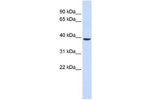 Western Blotting (WB) image for anti-Chromosome 2 Open Reading Frame 60 (C2orf60) antibody (ABIN2459471) (C2orf60 anticorps)