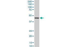 LASS6 monoclonal antibody (M02), clone 6B8.
