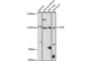 Western blot analysis of extracts of various cell lines, using ULK2 antibody (ABIN7271221) at 1:1000 dilution.