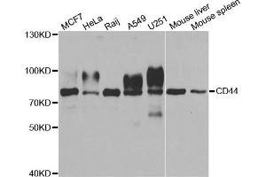 Western blot analysis of extracts of various cell lines, using CD44 antibody. (CD44 anticorps)