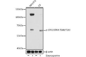 anti-STK3,STK4 (pThr180), (pThr183) antibody