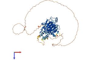 AlphaFold protein structure predicition of Mouse Recombinant Smad4 Protein, UniprotID P97471