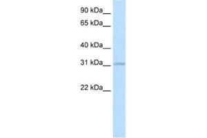 Western Blotting (WB) image for anti-Homeobox D3 (HOXD3) antibody (ABIN2461470) (HOXD3 anticorps)