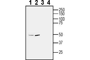 Western blot analysis of human SH-SY5Y neuroblastoma cell line lysate (lanes 1 and 3) and human  MG glioma cell line lysate (lanes 2 and 4):1-2. (NPFFR1 anticorps  (Extracellular))