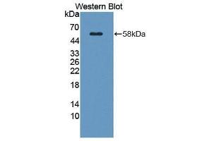 Western Blotting (WB) image for anti-Kallikrein 1 (KLK1) (AA 27-261) antibody (ABIN3207469) (Kallikrein 1 anticorps  (AA 27-261))