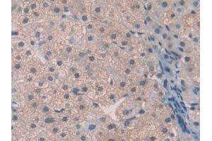 IHC-P analysis of Human Liver Tissue, with DAB staining. (Thrombopoietin anticorps  (AA 22-349))