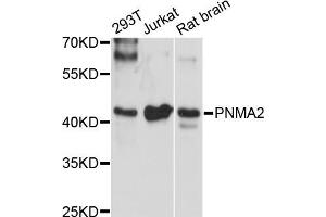 Western blot analysis of extracts of various cell lines, using PNMA2 antibody (ABIN5972506) at 1:3000 dilution. (PNMA2 anticorps)