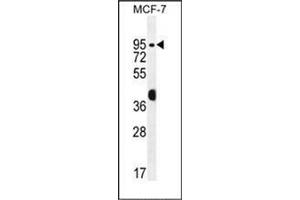 Western blot analysis of RACGAP1 Antibody (N-term) in MCF-7 cell line lysates (35ug/lane). (RACGAP1 anticorps  (N-Term))