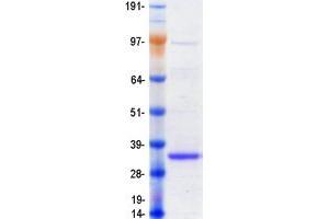 Validation with Western Blot