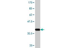 Western Blot detection against Immunogen (36.