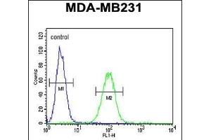 CTSF Antibody (Center ) (ABIN390488 and ABIN2840848) flow cytometric analysis of MDA-M cells (right histogram) compared to a negative control cell (left histogram). (Cathepsin F anticorps  (AA 261-290))