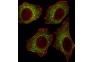 Fluorescent image of U251 cell stained with CACNA2D2 Antibody . (CACNA2D2 anticorps  (AA 643-671))