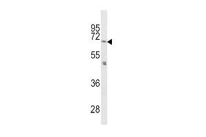 Western blot analysis of PCSK2 Antibody (N-term) (ABIN391908 and ABIN2841722) in mouse cerebellum tissue lysates (35 μg/lane).