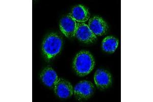 Immunofluorescence (IF) image for anti-Erythropoietin Receptor (EPOR) antibody (ABIN2998915) (EPOR anticorps)
