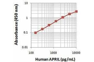 ELISA image for Tumor Necrosis Factor (Ligand) Superfamily, Member 13 (TNFSF13) (AA 105-250), (N-Term) protein (ABIN2667376)