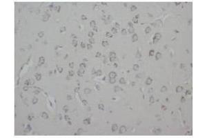 Immunohistochemical analysis of Paraffin-Embedded Rat Tissue Brain Sections using GAP43 antibody (GAP43 anticorps  (C-Term))