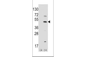 Western blot analysis of ATOH1 (arrow) using rabbit polyclonal ATOH1 Antibody (C-term) (ABIN389150 and ABIN2839319). (ATOH1 anticorps  (C-Term))