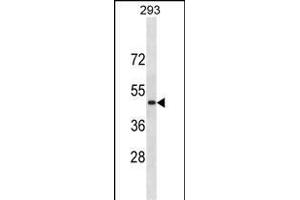 RN Antibody (C-term) (ABIN1881754 and ABIN2838366) western blot analysis in 293 cell line lysates (35 μg/lane). (RNF135 anticorps  (C-Term))