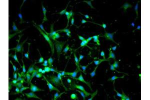 Image provided by One World Lab validation program. (DNMT3A anticorps  (AA 26-100))