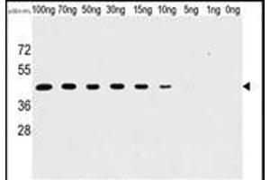 Western blot analysis of anti-H1L Mab (SG071115B) in recombinant pGEX-H1L protein. (Tyr/ser Protein Phosphatase anticorps)