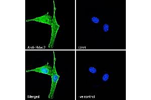 (ABIN6391348) Immunofluorescence analysis of paraformaldehyde fixed NIH3T3 cells, permeabilized with 0.