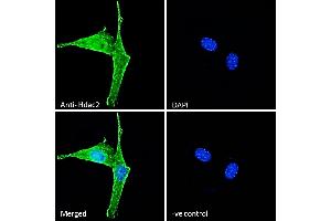 (ABIN6391348) Immunofluorescence analysis of paraformaldehyde fixed NIH3T3 cells, permeabilized with 0. (HDAC2 anticorps  (Internal Region))