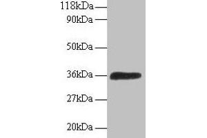Western blot All lanes: ATP6V1E1 antibody at 2 μg/mL + 293T whole cell lysate Secondary Goat polyclonal to rabbit IgG at 1/15000 dilution Predicted band size: 27, 24, 23 kDa Observed band size: 36 kDa