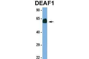 Hum. (DEAF1 anticorps  (N-Term))