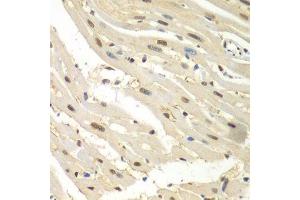 Immunohistochemistry of paraffin-embedded mouse heart using HDAC2 antibody. (HDAC2 anticorps  (C-Term))