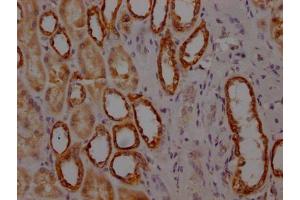 IHC image of ABIN7127634 diluted at 1:100 and staining in paraffin-embedded human kidney tissue performed on a Leica BondTM system.