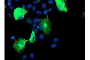 Anti-CCM2 mouse monoclonal antibody (ABIN2454927) immunofluorescent staining of COS7 cells transiently transfected by pCMV6-ENTRY CCM2 (RC201418). (CCM2 anticorps)