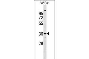 ANXA9 Antibody (Center) (ABIN1538075 and ABIN2848710) western blot analysis in WiDr cell line lysates (35 μg/lane). (Annexin A9 anticorps  (AA 208-235))