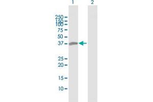 Western Blot analysis of MAD2L1BP expression in transfected 293T cell line by MAD2L1BP MaxPab polyclonal antibody.
