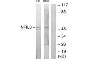 Western blot analysis of extracts from 293/K562 cells, using NFIL3 Antibody. (NFIL3 anticorps  (AA 61-110))
