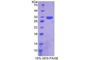 SDS-PAGE (SDS) image for Ring Finger Protein 112 (RNF112) (AA 73-322) protein (His tag) (ABIN2124166)