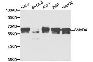 Western blot analysis of extracts of various cell lines, using SMAD4 antibody. (SMAD4 anticorps  (AA 160-450))