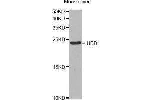 Western Blotting (WB) image for anti-Ubiquitin D (UBD) antibody (ABIN1876679) (UBD anticorps)
