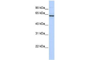 WB Suggested Anti-RNMT Antibody Titration:  0. (RNMT anticorps  (C-Term))
