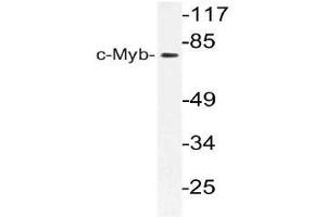 Western blot (WB) analysis of c-Myb antibody in extracts from 293 cells. (MYB anticorps)