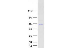 Validation with Western Blot