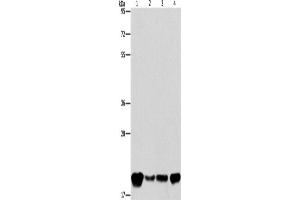 Western Blotting (WB) image for anti-Phosphatidylethanolamine Binding Protein 1 (PEBP1) antibody (ABIN2422047) (PEBP1 anticorps)