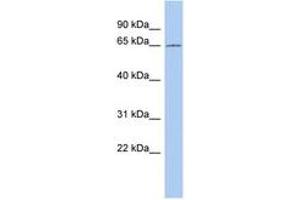 CCDC63 anticorps  (AA 323-372)