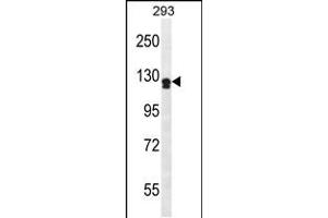 Western blot analysis in 293 cell line lysates (35ug/lane). (UNC5D anticorps  (AA 483-511))
