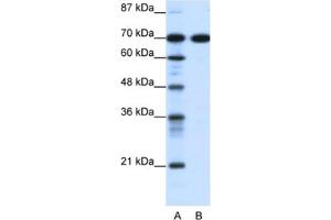 Western Blotting (WB) image for anti-RRN3 RNA Polymerase I Transcription Factor (RRN3) antibody (ABIN2460958) (RRN3 anticorps)